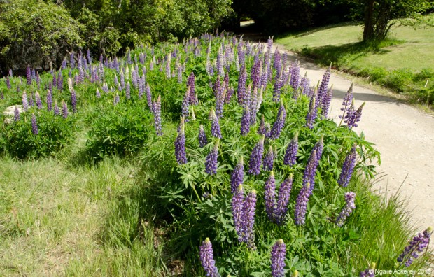 Flowers along the path around Lake Wanaka