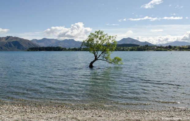 Lone Tree, Wanaka