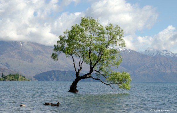 Lone Tree, Wanaka