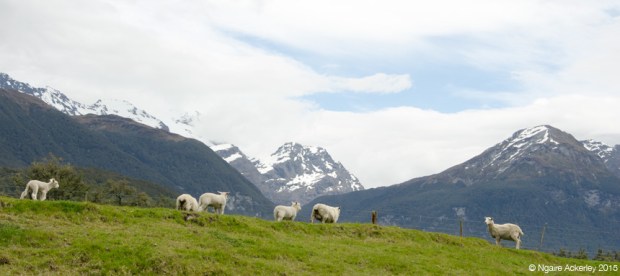 The sheep of Paradise