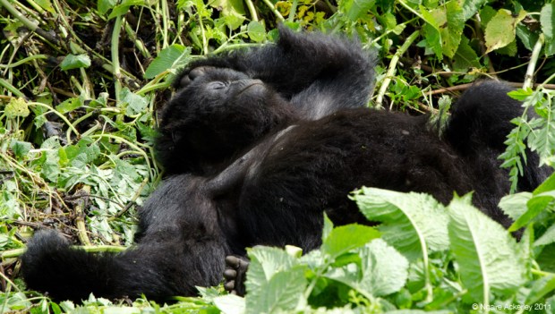 Gorilla sleeping, Rwanda