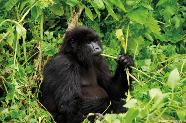 Gorilla eating