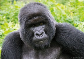 Silverback Gorillas, Rwanda