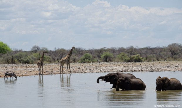 Waterhole, Etosha National Park, Namibia