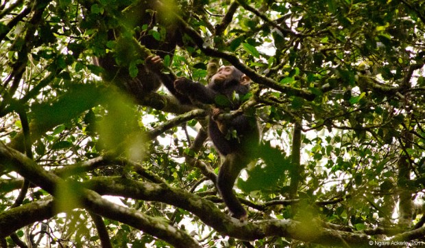 Baby Chimp climbing trees - Kibale, Uganda