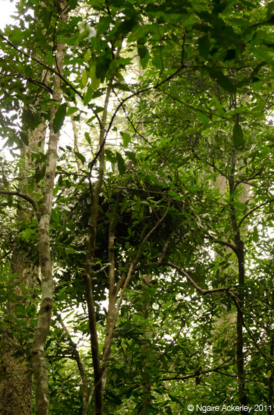 Chimpanzee nest, Kibale Uganda