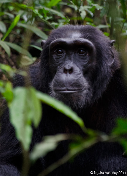 Chimpanzee pondering life - Kibale, Uganda