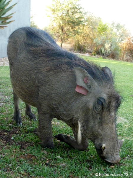 Warthog, aka lawnmower, Namibia