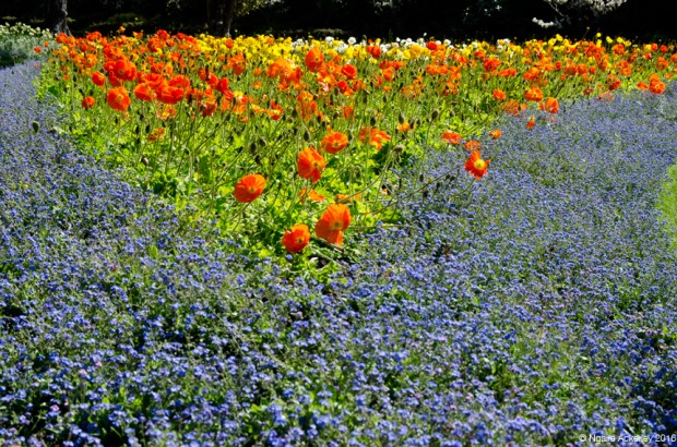 Flowers, Botanical Gardens, Wellington