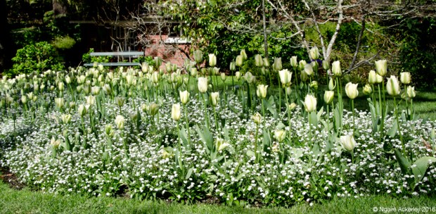 White Tulips, Botanical Gardens, Wellington