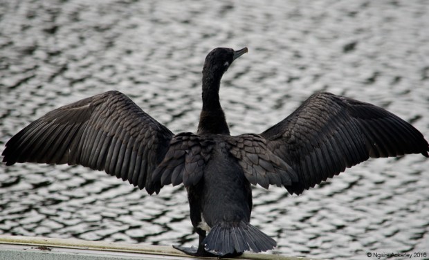 Shag getting ready for take off