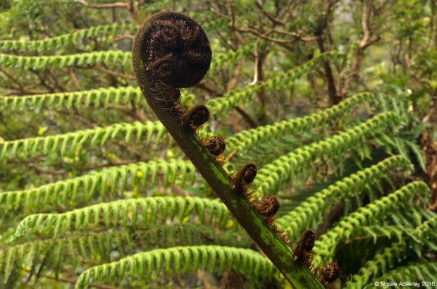 Fern fond, Zealandia
