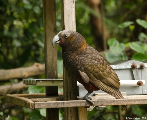 Kaka, Zealandia