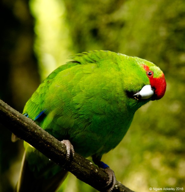 Kākāriki, Zealandia
