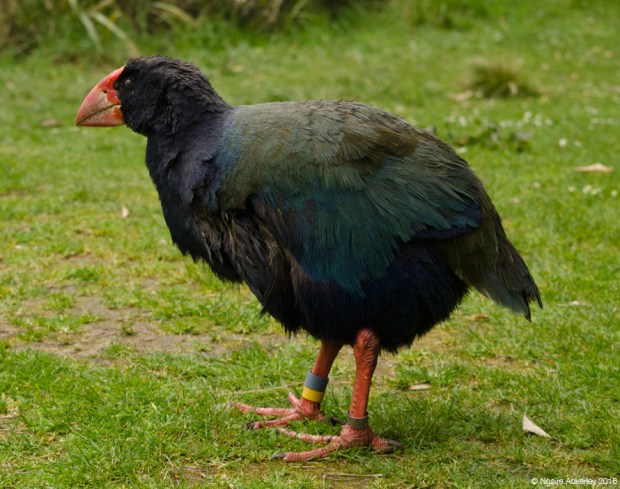 Takahē, Zealandia