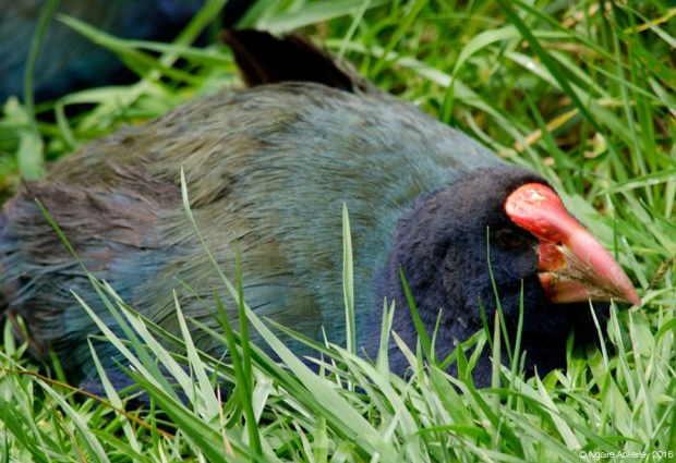 Takahē resting, Zealandia