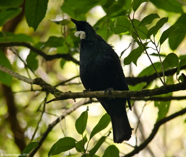 Tui, Zealandia