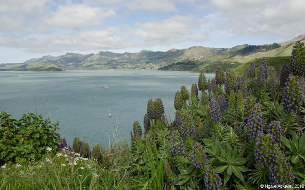 View on the way from Lyttelton to Akaroa