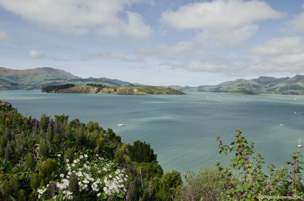View on the way from Lyttelton to Akaroa