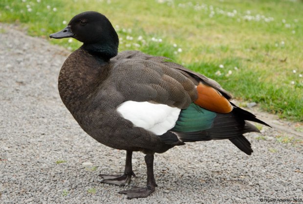 Christchurch Botanic Gardens duck