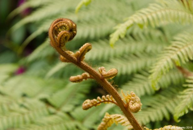 Life in the Christchurch Botanic Gardens