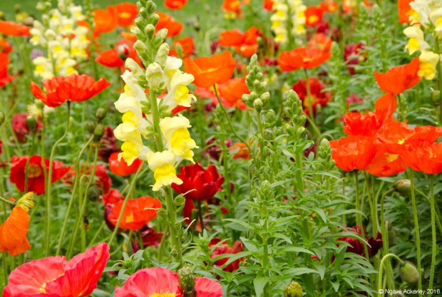 Christchurch Botanic Gardens