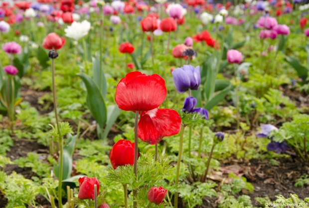 Christchurch Botanic Gardens