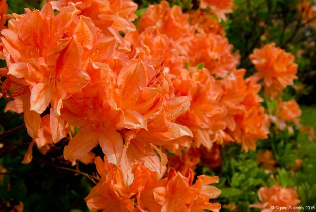 Christchurch Botanic Gardens