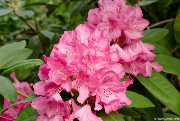 Christchurch Botanic Gardens