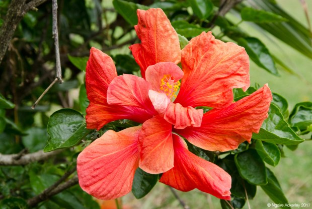 Flowers at Auckland Botanic Gardens