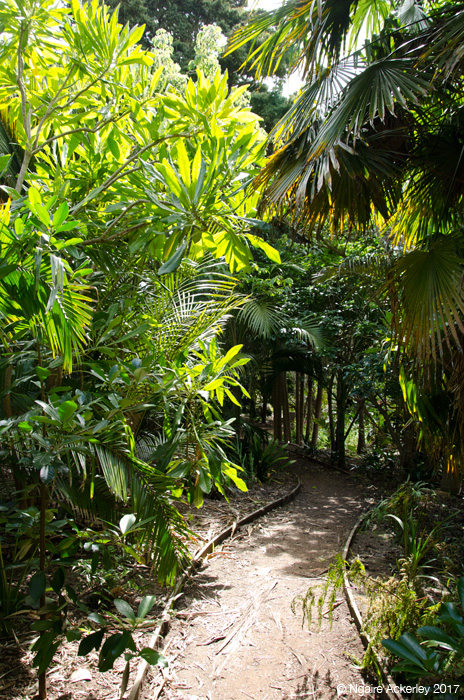 Palms at Auckland Botanic Gardens