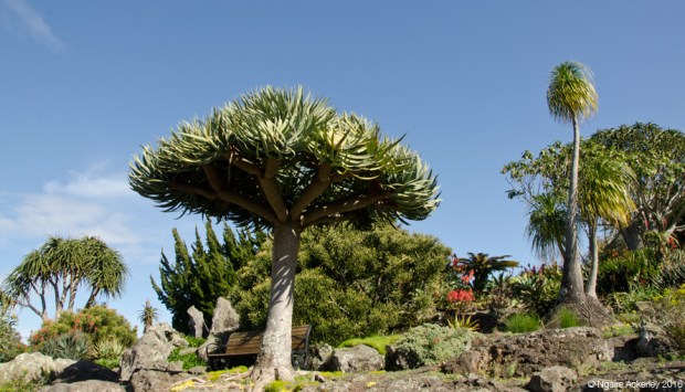 Rock Gardens at Auckland Botanic Gardens