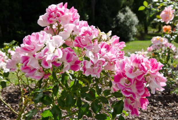 Rose Gardens, Rock Gardens at Auckland Botanic Gardens