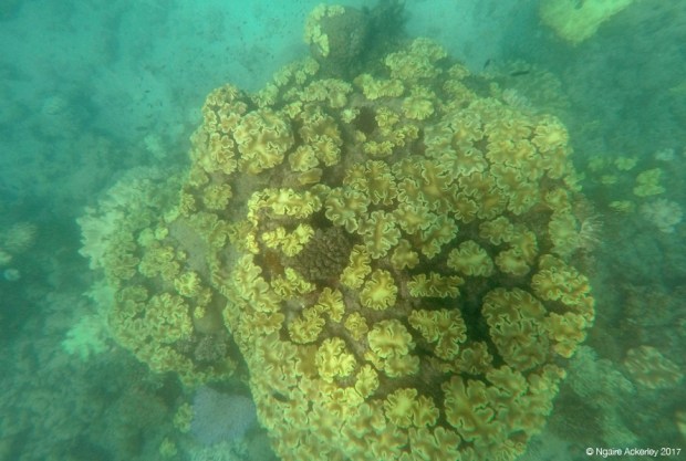 Coral in the Great Barrier Reef, Upolu Reef
