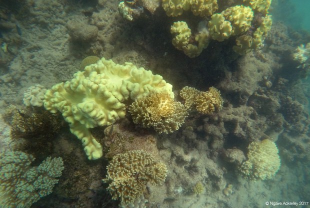 Coral in the Great Barrier Reef