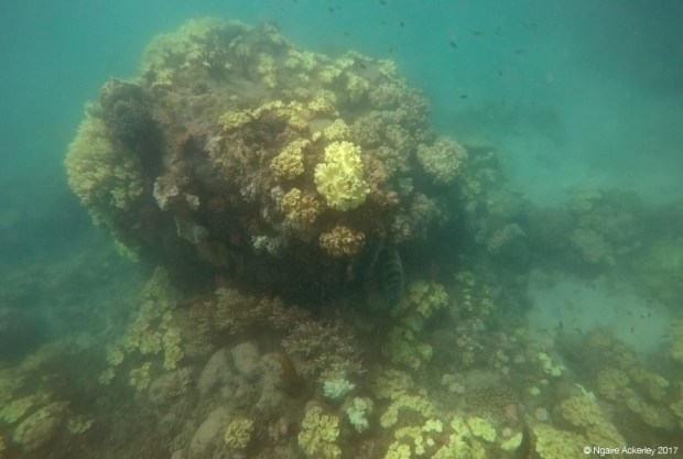 Coral in the Great Barrier Reef
