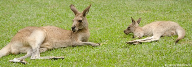 Kangaroos at the Koala Gardens
