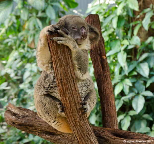 Koala at the Koala Gardens