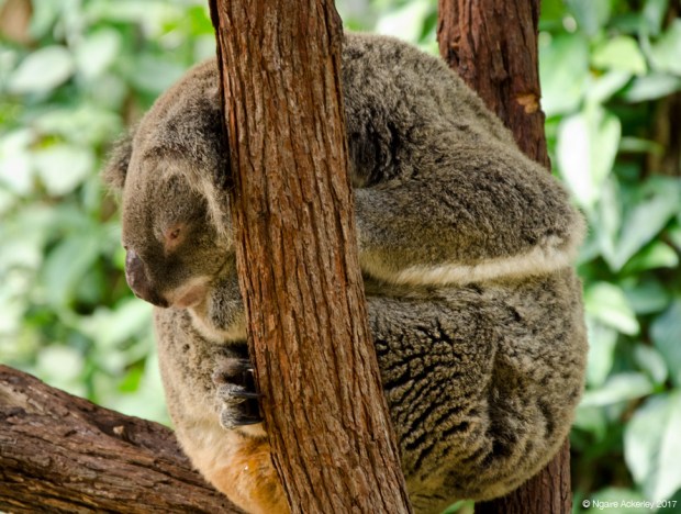 Koala at the Koala Gardens, Kuranda