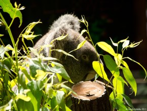Koala at the Koala Gardens, Kuranda