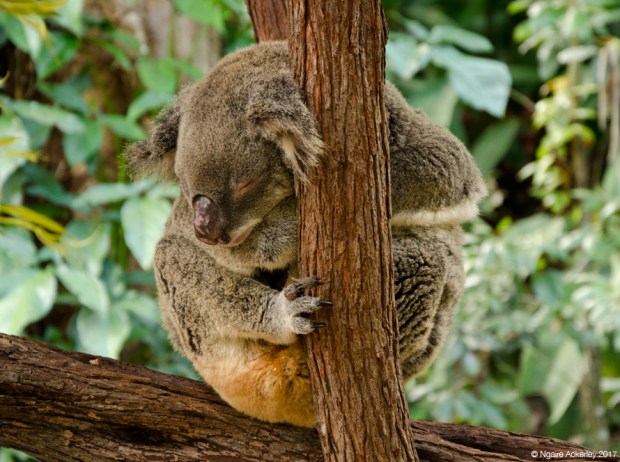 Koala at the Koala Gardens, Kuranda