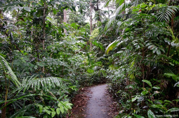 Kuranda Jungle Rainforest Walk