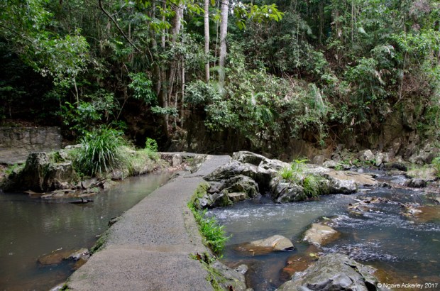 Kuranda Jungle Rainforest Walk