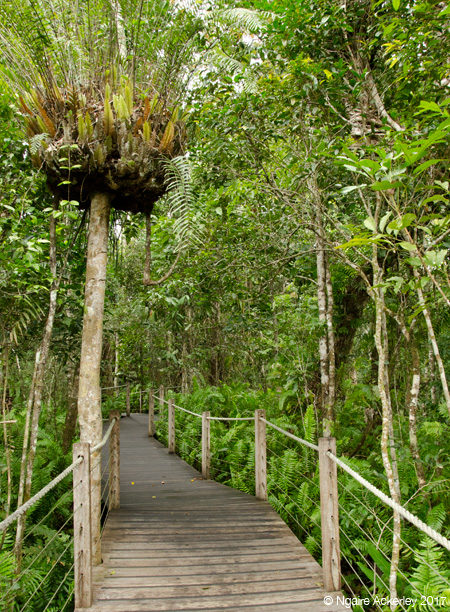 Walkways around the skyrail in Kuranda
