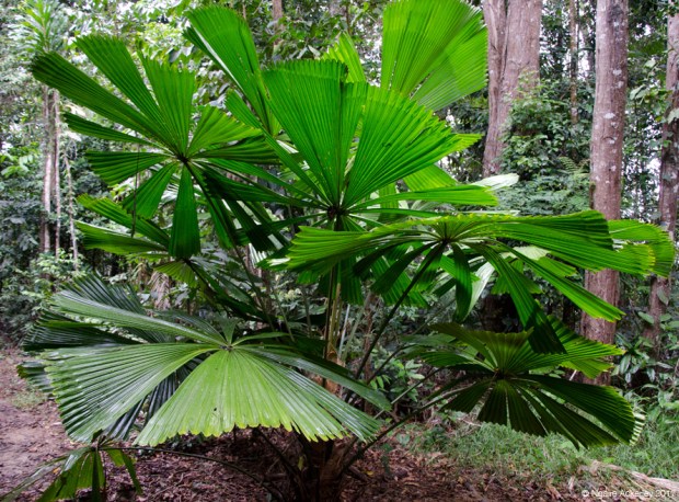 Plants around Kuranda