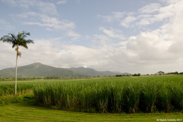 Train ride view from Cairns to Kuranda