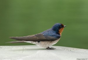 Little bird that joined the boat cruise