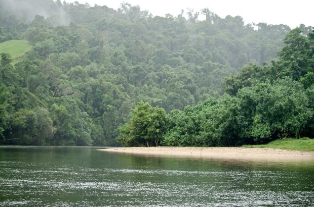 Daintree Rainforest River