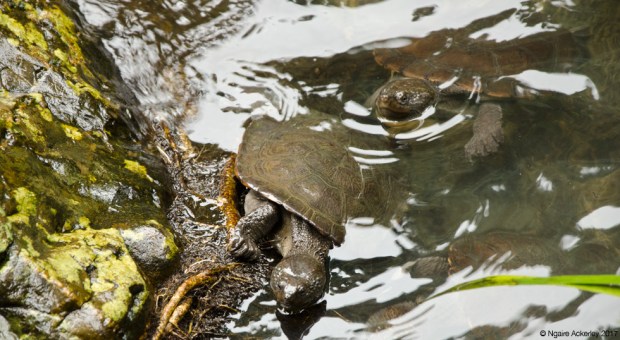 Turtles at Cassowary Falls