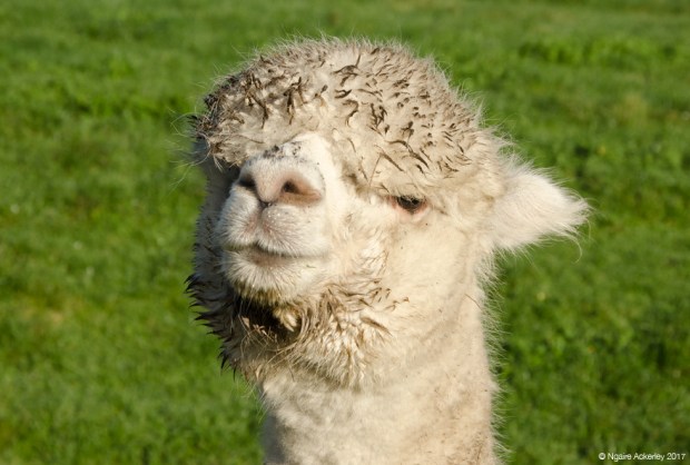 Alpaca - aww aren't I cute?